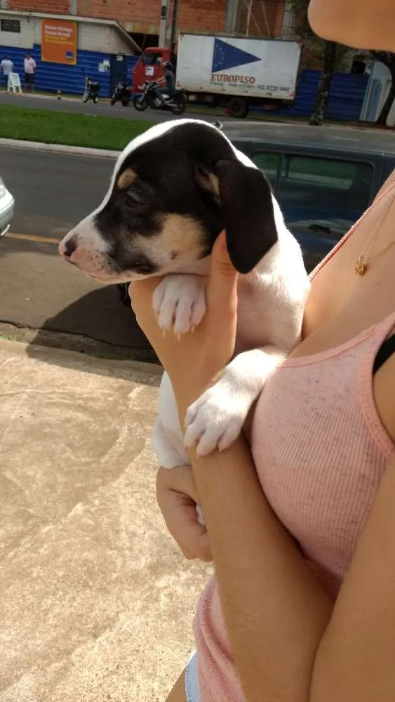 Cachorro ra a Vira lata idade 2 a 6 meses nome Sansa