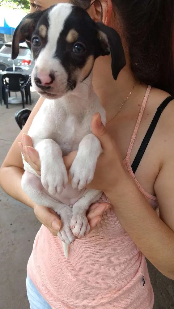 Cachorro ra a Vira lata idade 2 a 6 meses nome Sansa