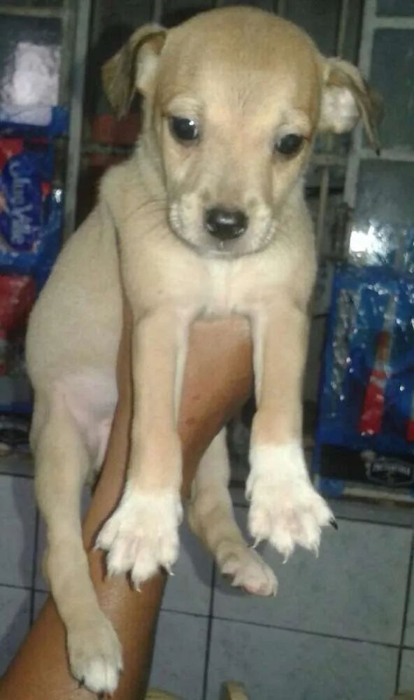 Cachorro ra a Sem raça definida idade Abaixo de 2 meses nome Filhotes