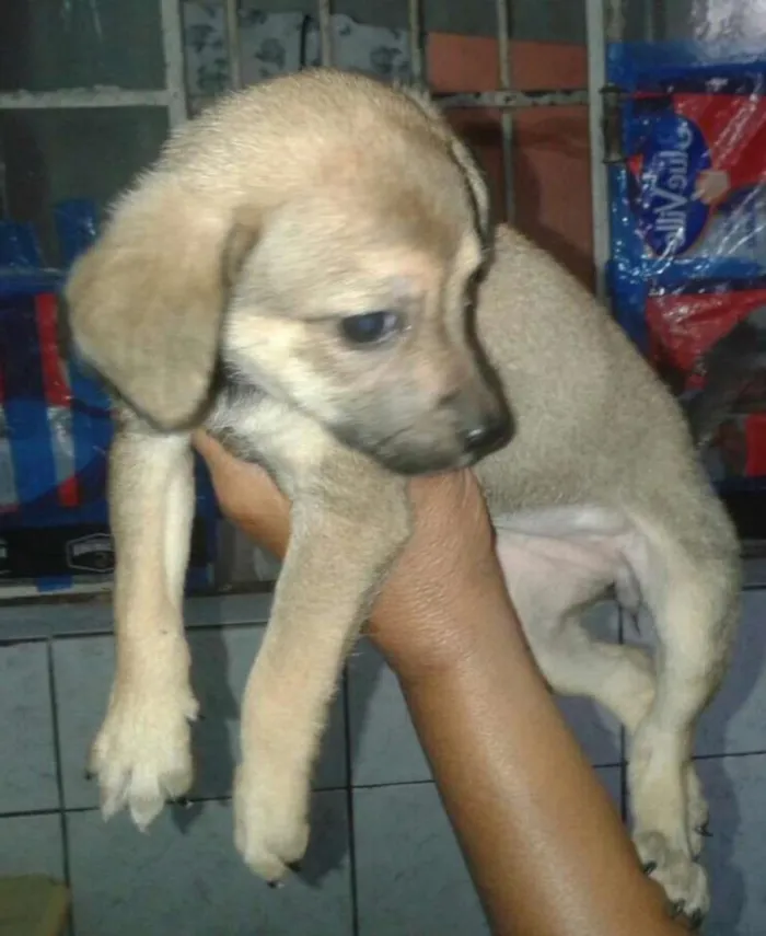 Cachorro ra a Sem raça definida idade Abaixo de 2 meses nome Filhotes