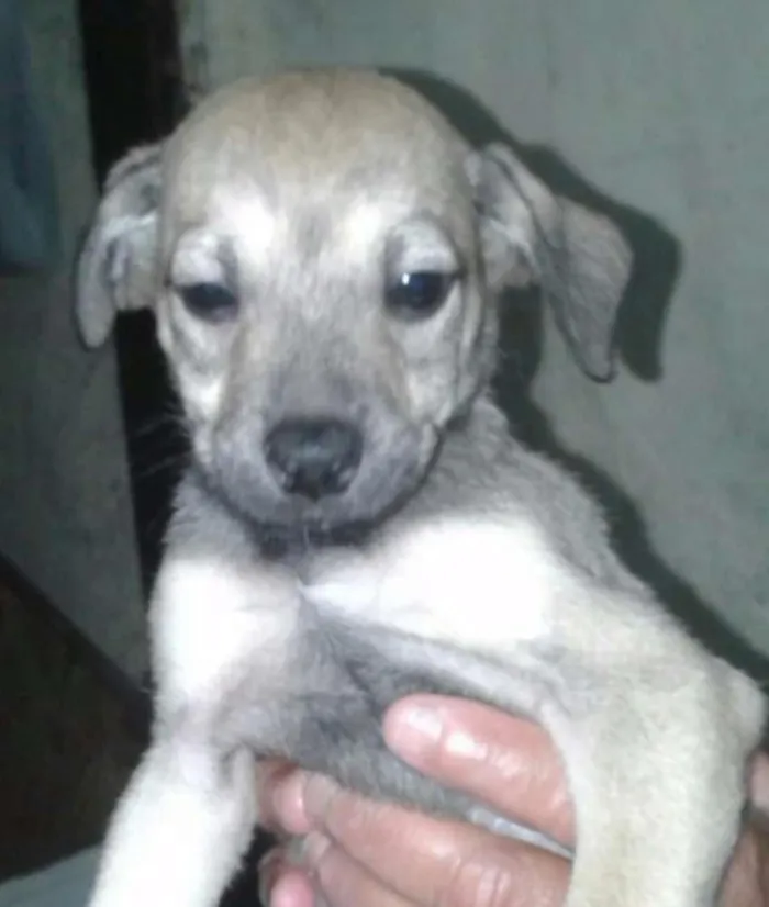 Cachorro ra a Sem raça definida idade Abaixo de 2 meses nome Filhotes