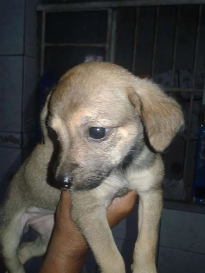 Cachorro ra a Sem raça definida idade Abaixo de 2 meses nome Filhotes