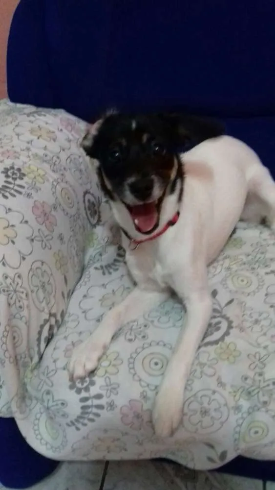 Cachorro ra a Indefinido idade 7 a 11 meses nome Jessie