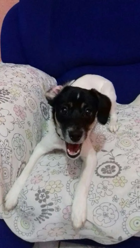 Cachorro ra a Indefinido idade 7 a 11 meses nome Jessie