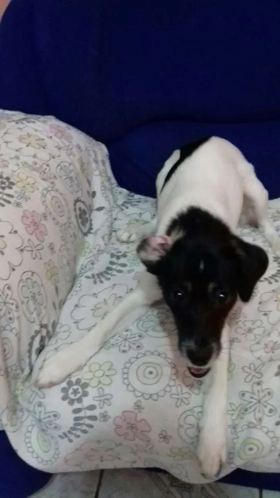 Cachorro ra a Indefinido idade 7 a 11 meses nome Jessie