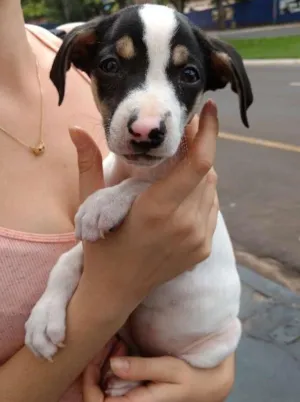 Cachorro raça Vira lata idade 2 a 6 meses nome Sansa