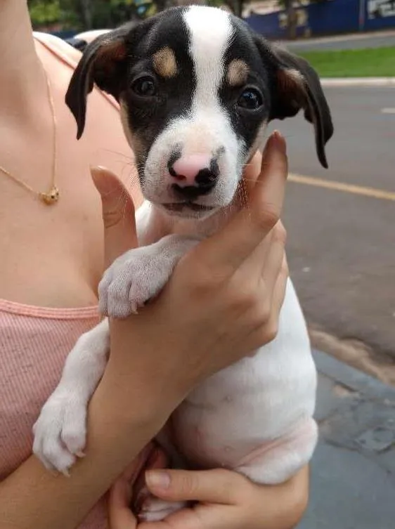 Cachorro ra a Vira lata idade 2 a 6 meses nome Sansa