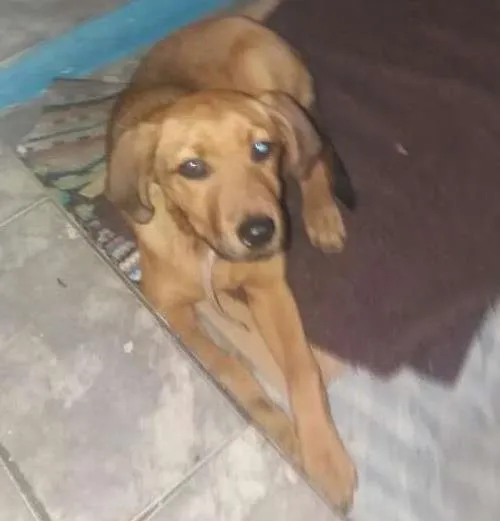 Cachorro ra a Rnd idade 2 a 6 meses nome S/nome