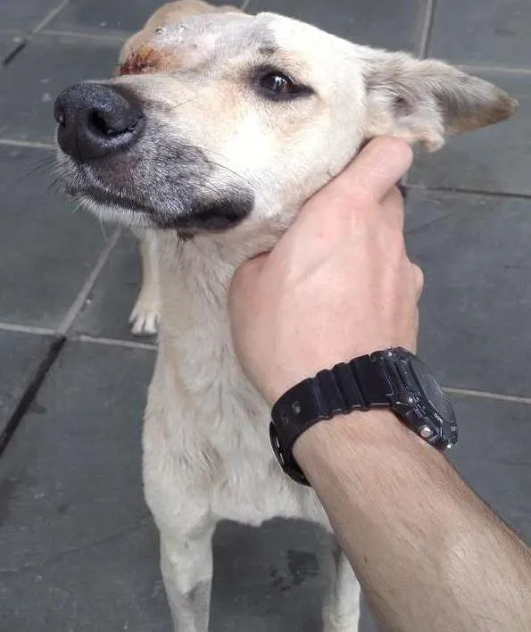 Cachorro ra a SRD idade 2 anos nome Aurora