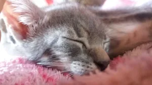 Gato raça Sem raça definida  idade 2 a 6 meses nome Sem nome 