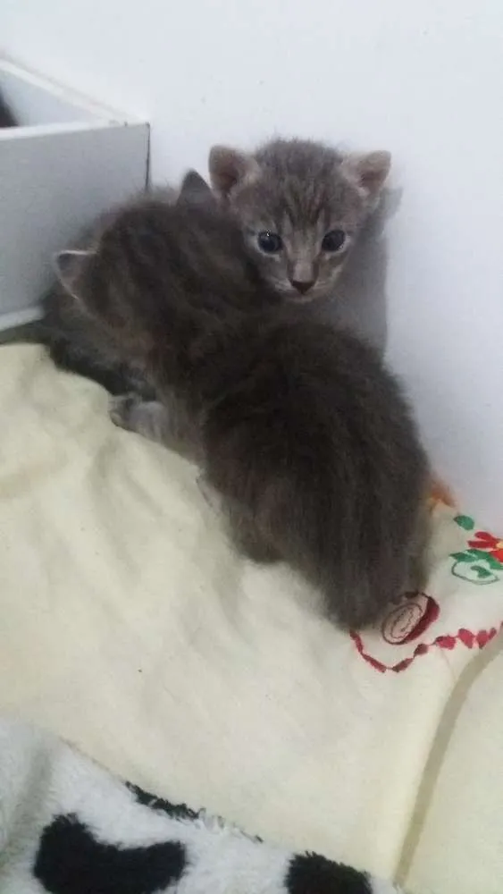 Gato ra a Sem raça definida  idade 2 a 6 meses nome Sem nome 