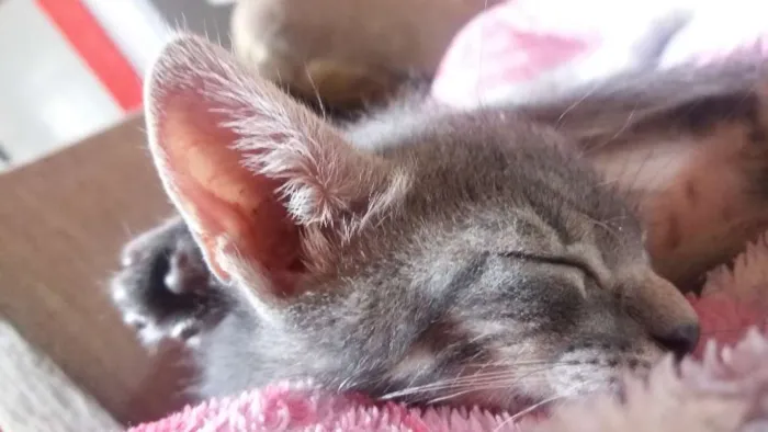 Gato ra a Sem raça definida  idade 2 a 6 meses nome Sem nome 