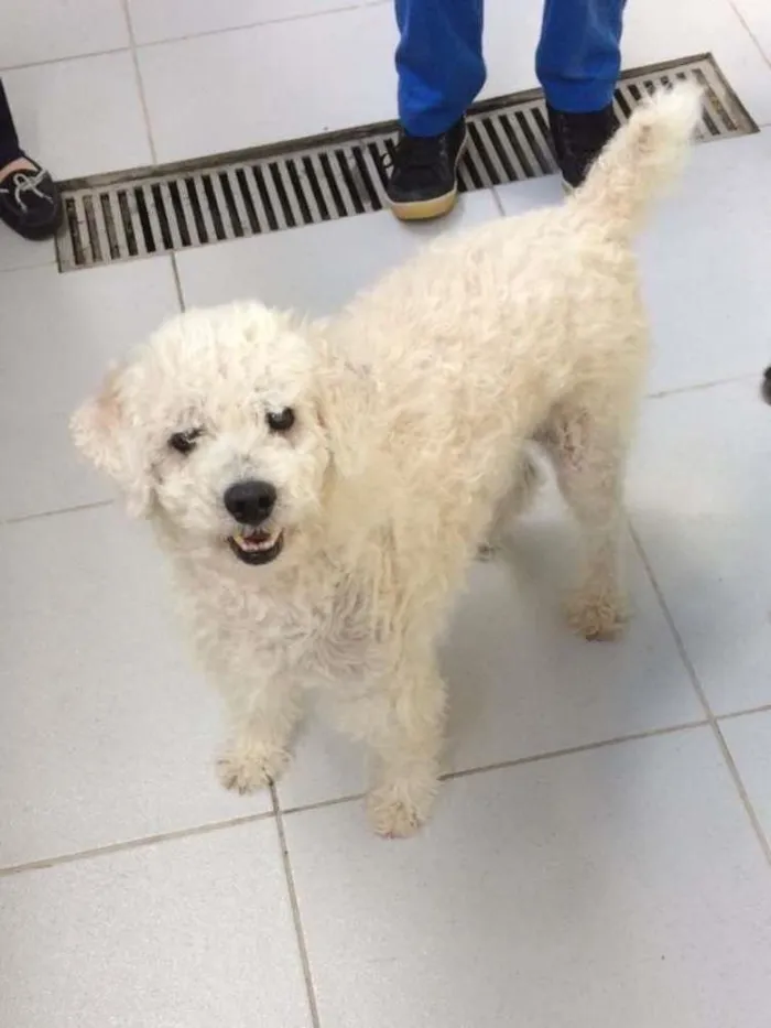 Cachorro ra a Poodle idade 6 ou mais anos nome Arthur