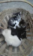 Gato