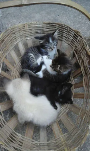 Gato raça  idade Abaixo de 2 meses nome Gato