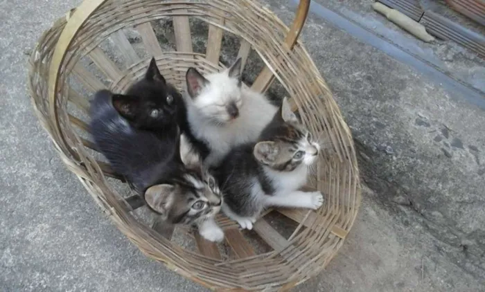 Gato ra a  idade Abaixo de 2 meses nome Gato