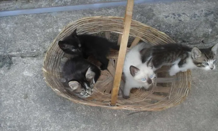 Gato ra a  idade Abaixo de 2 meses nome Gato