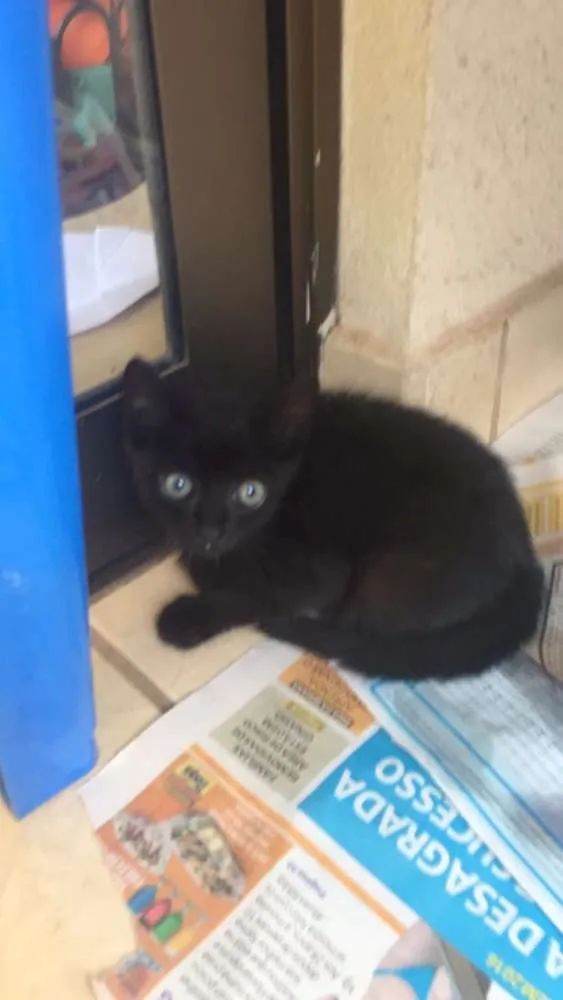 Gato ra a  idade Abaixo de 2 meses nome Nao tem ainda 