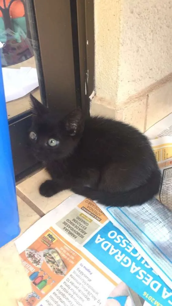 Gato ra a  idade Abaixo de 2 meses nome Nao tem ainda 