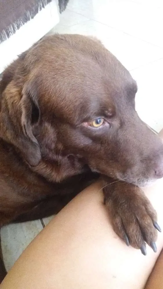 Cachorro ra a Labrador  idade 5 anos nome Zeus