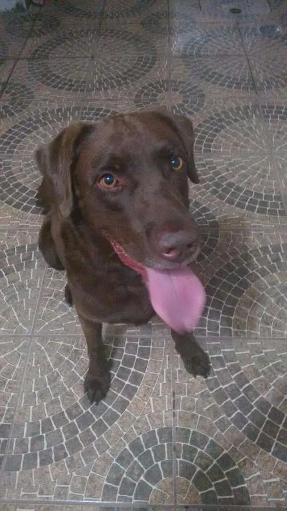 Cachorro ra a Labrador  idade 5 anos nome Zeus