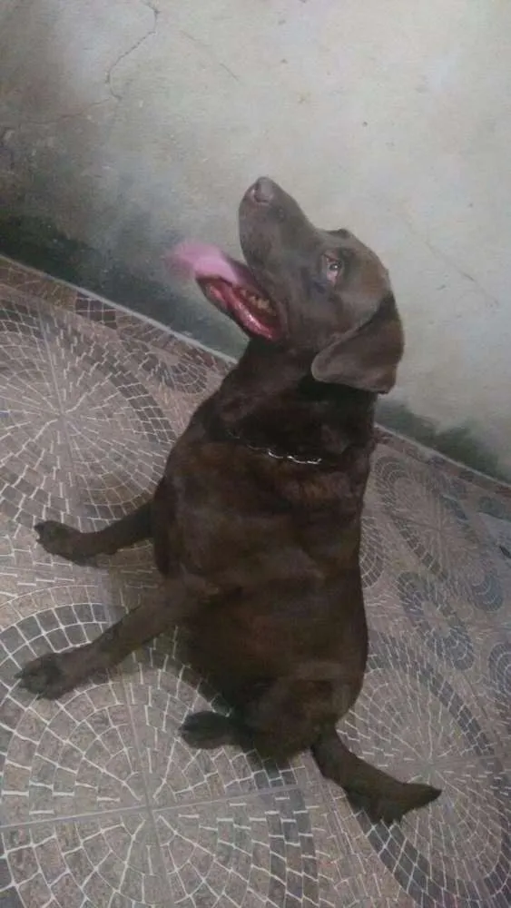 Cachorro ra a Labrador  idade 5 anos nome Zeus