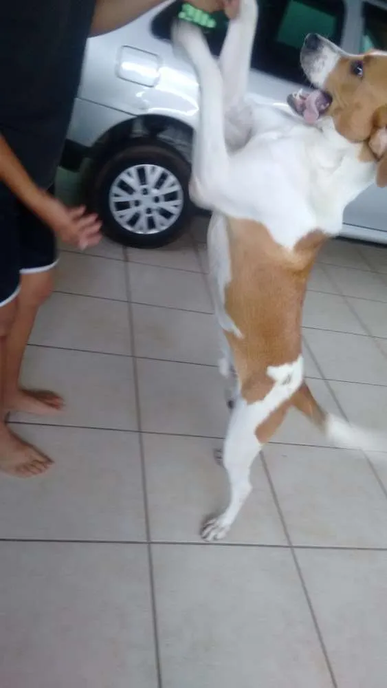Cachorro ra a  idade 7 a 11 meses nome Billy