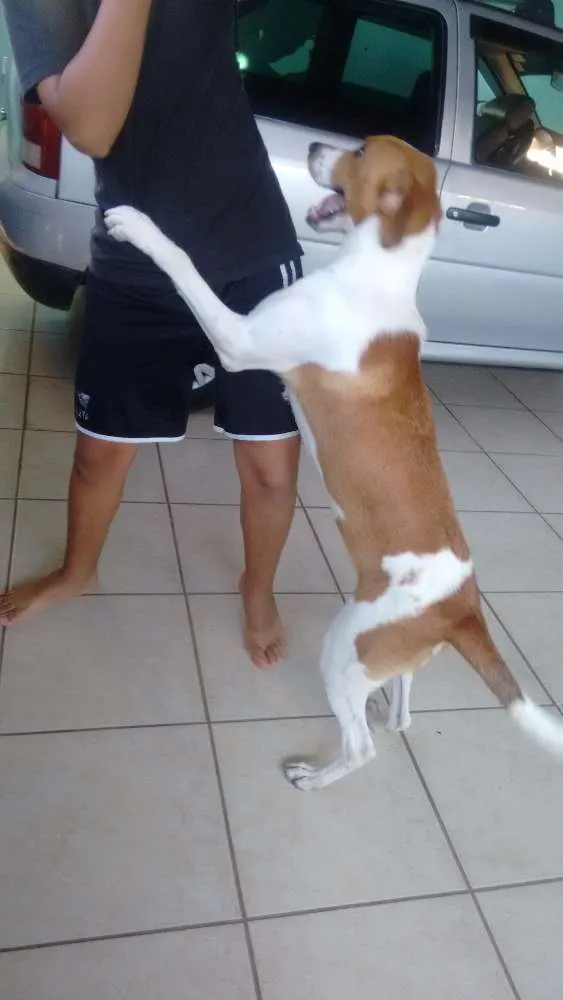 Cachorro ra a  idade 7 a 11 meses nome Billy