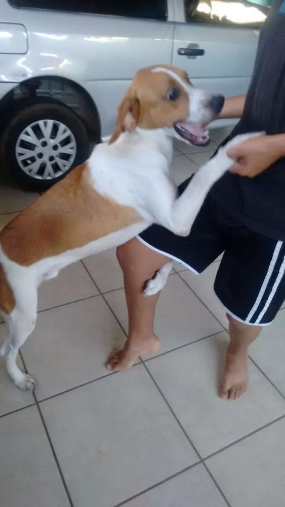 Cachorro ra a  idade 7 a 11 meses nome Billy