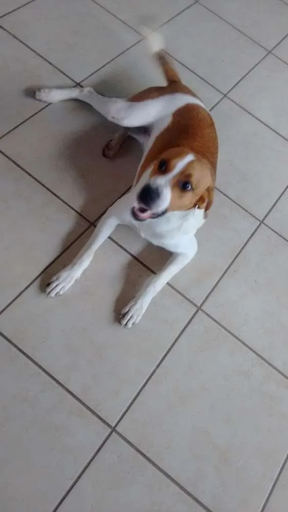 Cachorro ra a  idade 7 a 11 meses nome Billy