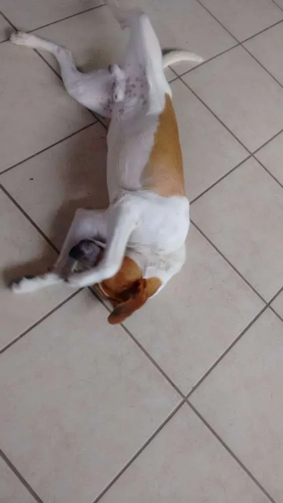 Cachorro ra a  idade 7 a 11 meses nome Billy