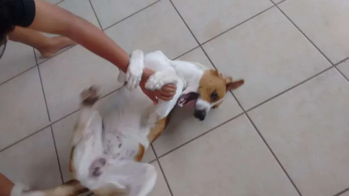 Cachorro ra a  idade 7 a 11 meses nome Billy