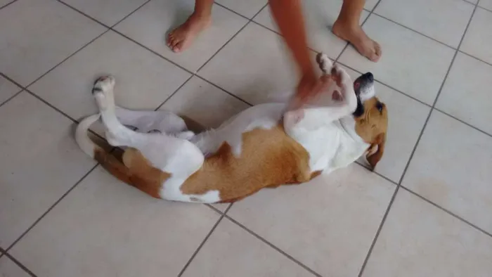 Cachorro ra a  idade 7 a 11 meses nome Billy