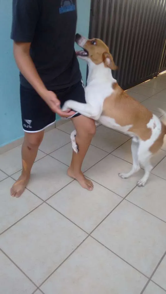 Cachorro ra a  idade 7 a 11 meses nome Billy