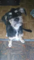 Cachorro raça SRD idade 7 a 11 meses nome Kiara 