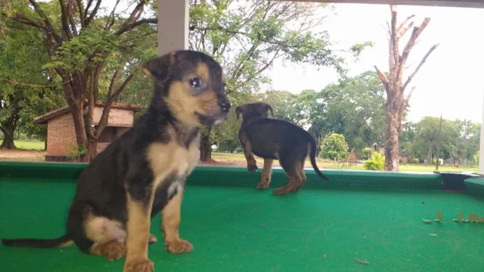 Cachorro ra a VIRA-LATAS idade Abaixo de 2 meses nome SEM NOME