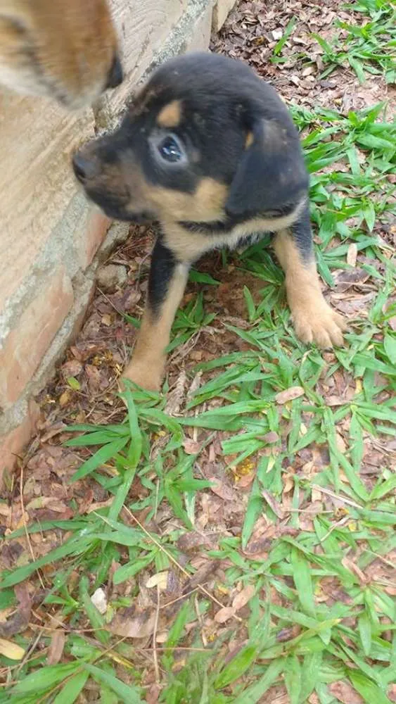 Cachorro ra a VIRA-LATAS idade Abaixo de 2 meses nome SEM NOME