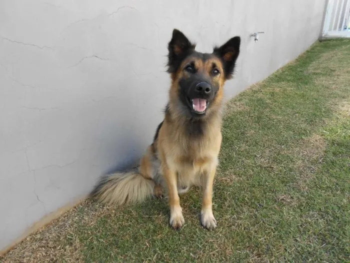 Cachorro raça Misto pastor alemão idade 2 anos nome Thor