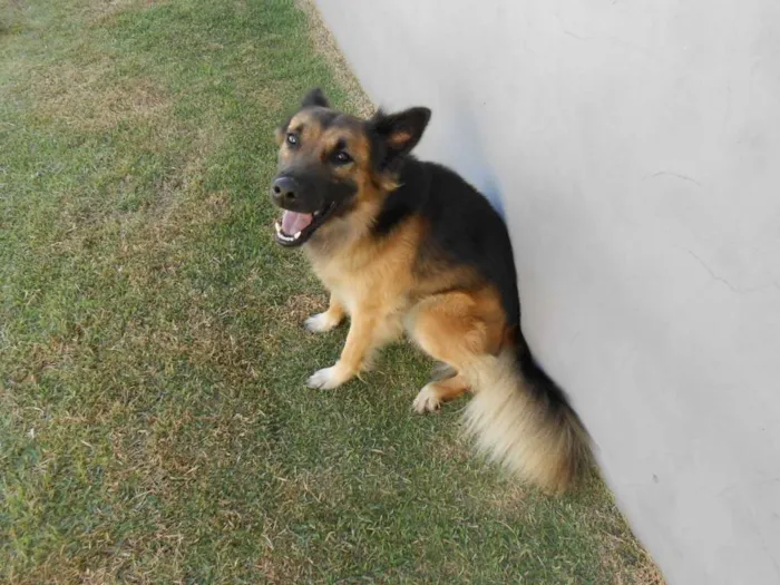 Cachorro raça Misto pastor alemão idade 2 anos nome Thor