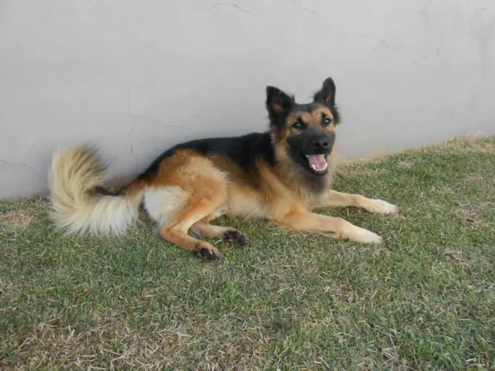 Cachorro raça Misto pastor alemão idade 2 anos nome Thor