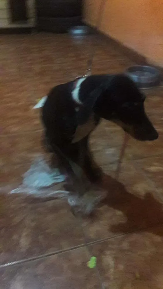 Cachorro ra a Vira lata idade 2 a 6 meses nome Luna