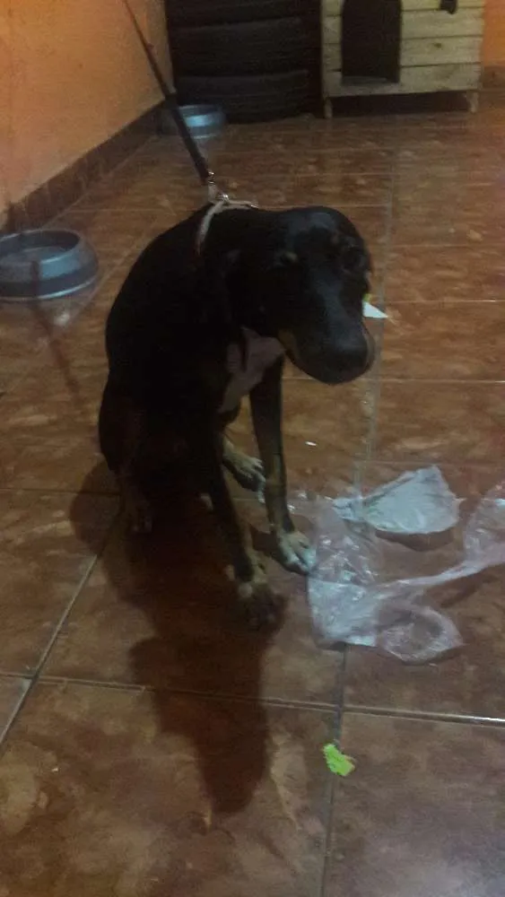 Cachorro ra a Vira lata idade 2 a 6 meses nome Luna