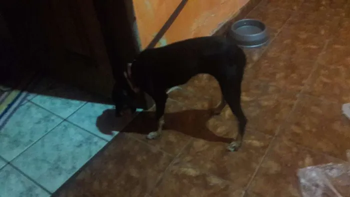 Cachorro ra a Vira lata idade 2 a 6 meses nome Luna