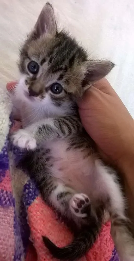 Gato ra a vira-lata idade Abaixo de 2 meses nome Gaia