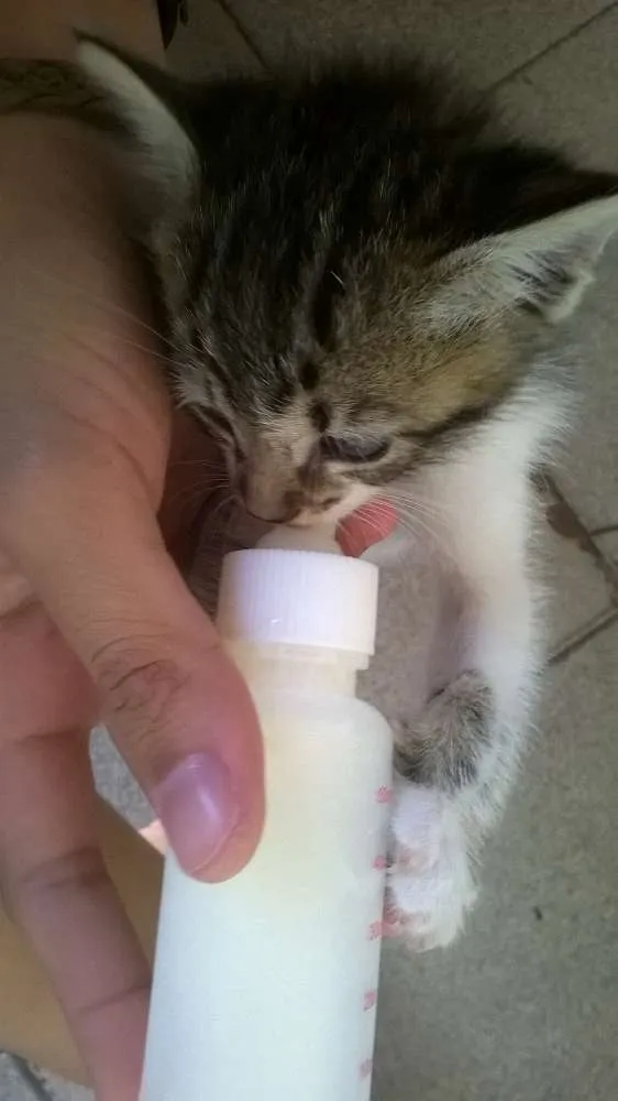 Gato ra a vira-lata idade Abaixo de 2 meses nome Gaia