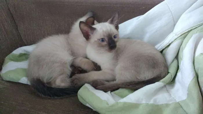 Gato ra a  idade 2 a 6 meses nome Não tem nome ainda
