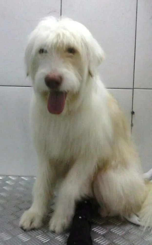 Cachorro ra a Mestiço de Sheep dog idade 2 anos nome Potter