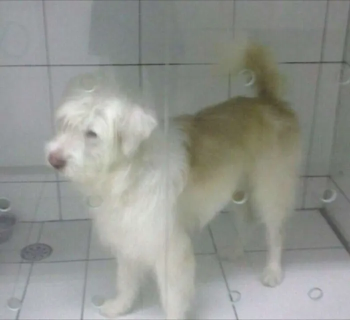 Cachorro ra a Mestiço de Sheep dog idade 2 anos nome Potter