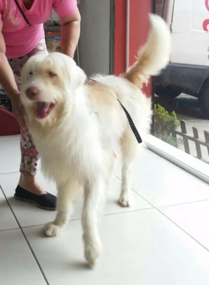 Cachorro ra a Mestiço de Sheep dog idade 2 anos nome Potter