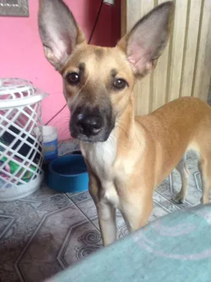 Cachorro raça Vira lata idade 1 ano nome Nina